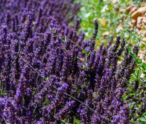 Campo experimental de lavanda